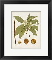 Framed 'Antique Leaves I' border=