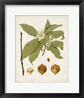 Framed 'Antique Leaves I' border=