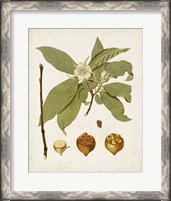 Framed 'Antique Leaves I' border=