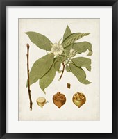 Antique Leaves I Framed Print