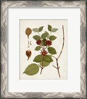 Framed 'Antique Leaves II' border=