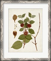 Framed 'Antique Leaves II' border=