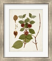 Framed 'Antique Leaves II' border=