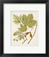 Framed 'Antique Leaves IV' border=