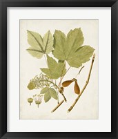 Framed 'Antique Leaves IV' border=