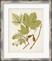 Framed 'Antique Leaves IV' border=