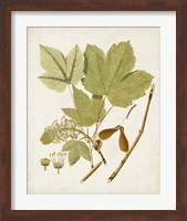 Framed 'Antique Leaves IV' border=