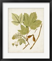 Antique Leaves IV Framed Print