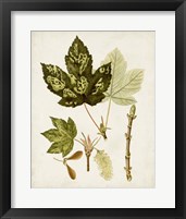 Framed 'Antique Leaves V' border=