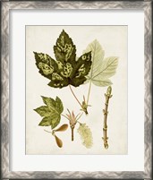 Framed 'Antique Leaves V' border=