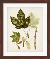 Framed 'Antique Leaves V' border=