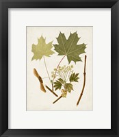 Framed 'Antique Leaves VI' border=