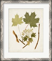 Framed 'Antique Leaves VI' border=