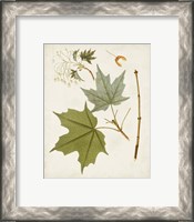 Framed 'Antique Leaves VII' border=