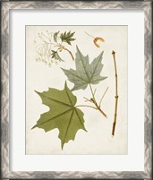 Framed 'Antique Leaves VII' border=