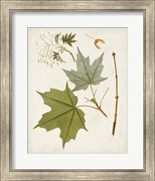 Framed 'Antique Leaves VII' border=