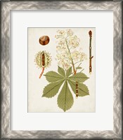 Framed 'Antique Leaves VIII' border=