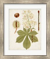 Framed 'Antique Leaves VIII' border=