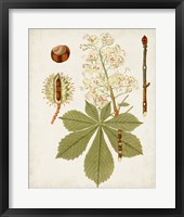 Antique Leaves VIII Framed Print