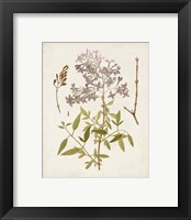 Framed 'Vintage Flowering Trees I' border=