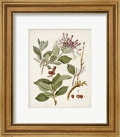 Framed 'Vintage Flowering Trees III' border=