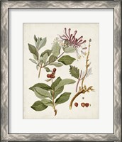 Framed 'Vintage Flowering Trees III' border=