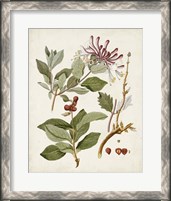 Framed 'Vintage Flowering Trees III' border=