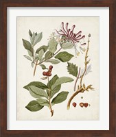 Framed 'Vintage Flowering Trees III' border=