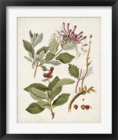 Framed 'Vintage Flowering Trees III' border=