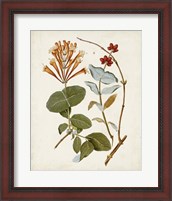 Framed 'Vintage Flowering Trees IV' border=