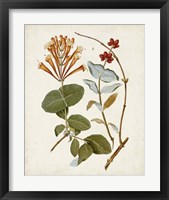 Framed 'Vintage Flowering Trees IV' border=