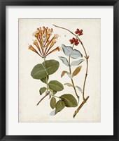 Framed 'Vintage Flowering Trees IV' border=