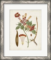 Framed 'Vintage Flowering Trees V' border=