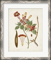 Framed 'Vintage Flowering Trees V' border=