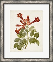 Framed 'Vintage Flowering Trees VI' border=