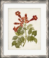 Framed 'Vintage Flowering Trees VI' border=