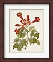 Framed 'Vintage Flowering Trees VI' border=