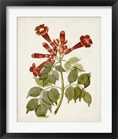 Framed 'Vintage Flowering Trees VI' border=