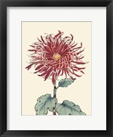 Chrysanthemum Woodblock I Framed Print