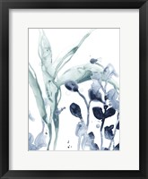 Blue Kelp I Framed Print