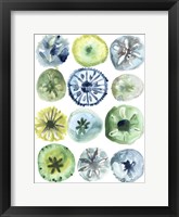 Sea Urchin Assortment II Framed Print