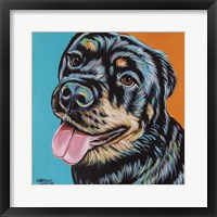 Framed 'Rottweiler I' border=