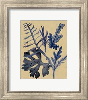 Framed 'Underwater Forest II' border=