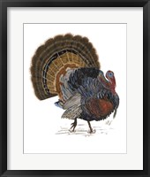Framed Turkey Study I