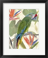 Framed Tropical Parrot Composition I