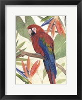 Framed Tropical Parrot Composition II