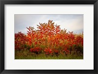 Framed Autumn Sumac