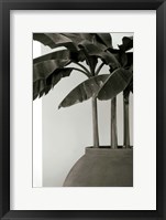 Framed Banana Trees