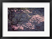 Framed Dogwood in Pink