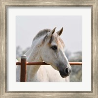 Framed White Horse 3